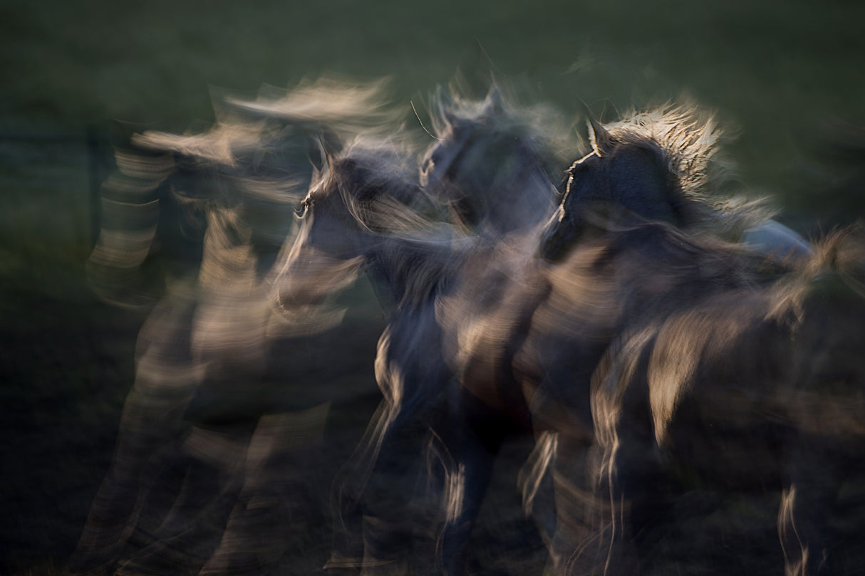 in the gallop Poster och Canvastavla