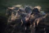 in the gallop Poster och Canvastavla