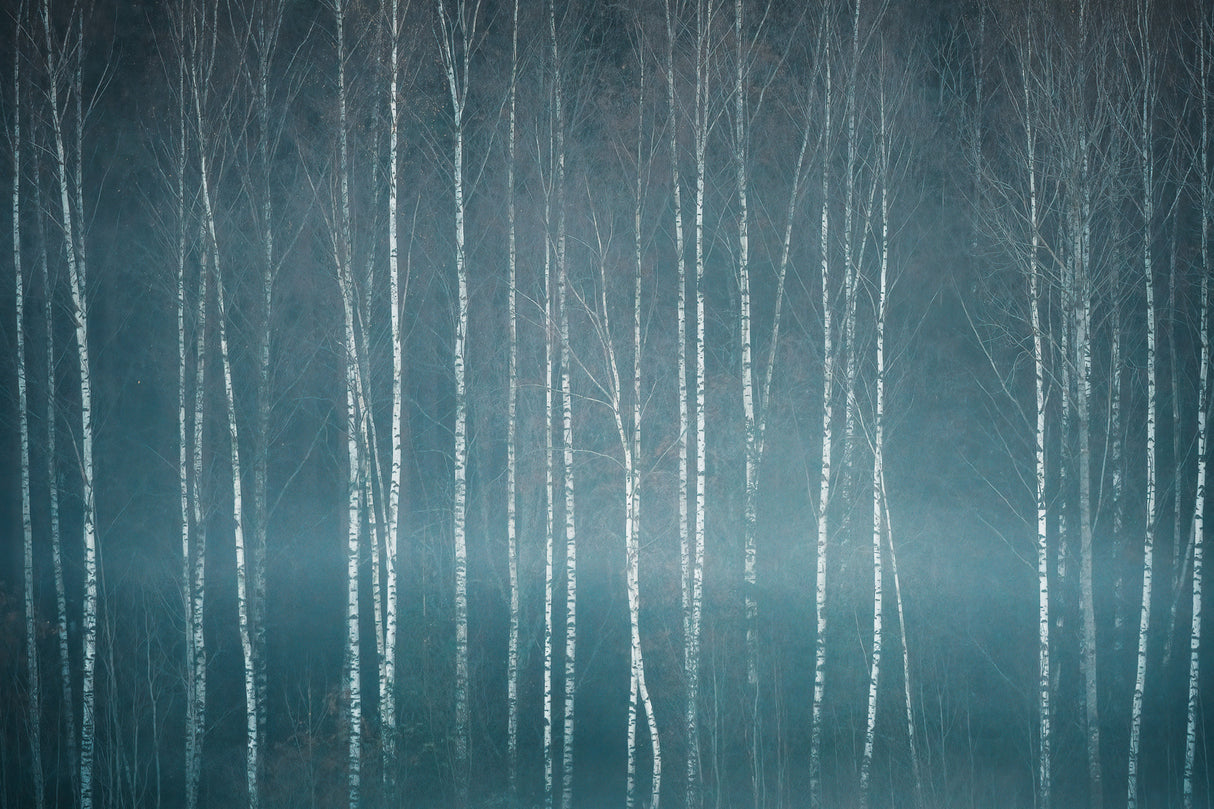 November mood Poster och Canvastavla