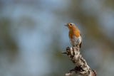 European robin (Erithacus rubecula) Poster och Canvastavla