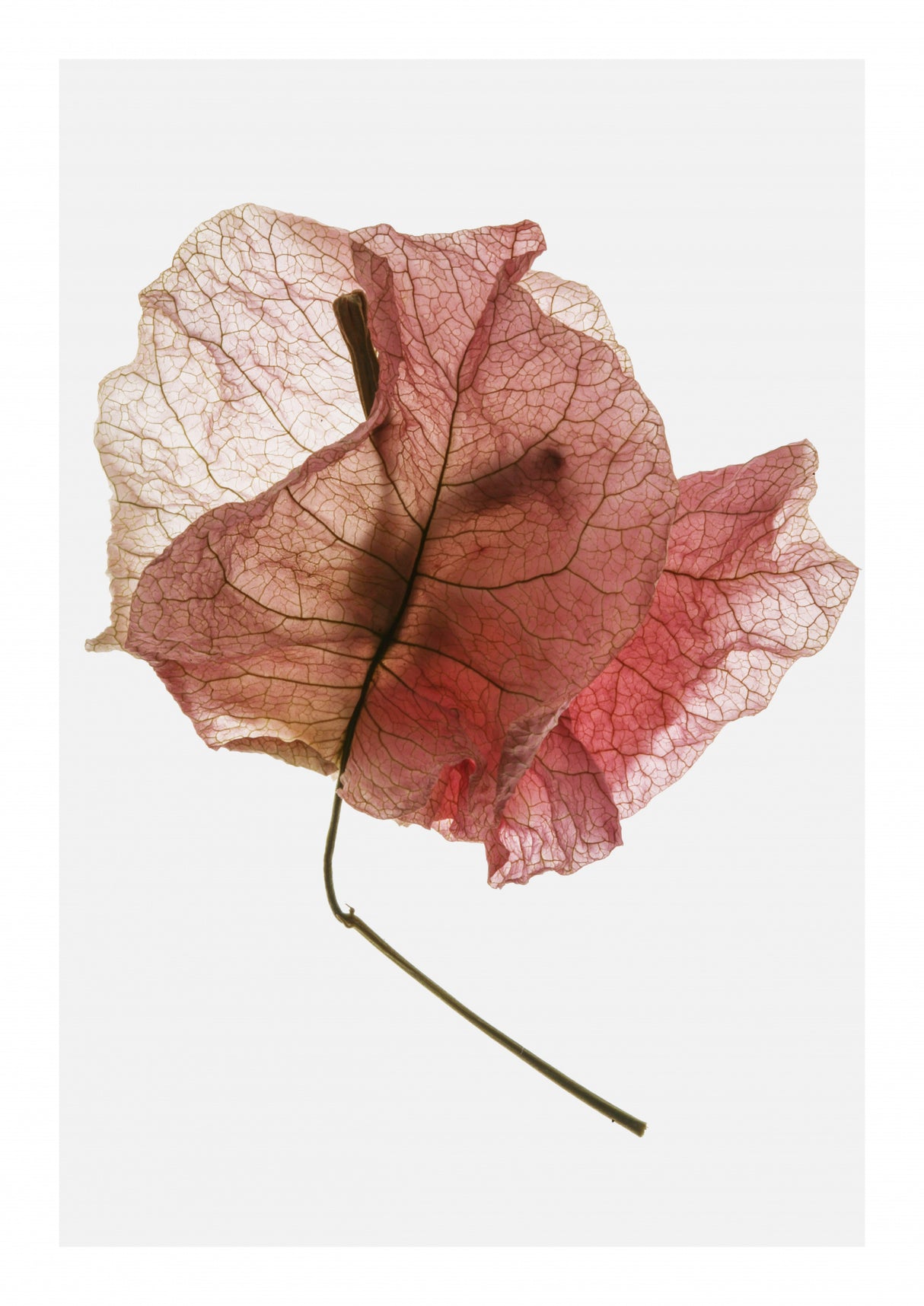 Bougainvillea Study No8 Poster och Canvastavla