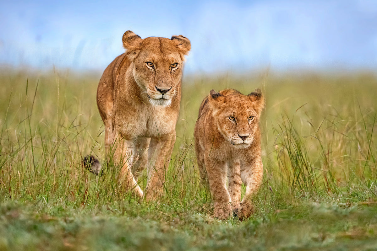 Mother &amp; son Poster och Canvastavla