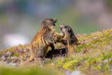 Marmot in the rainbow Poster och Canvastavla