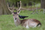 Fallow Deer Poster och Canvastavla