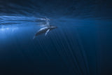 Alone in the blue Poster och Canvastavla