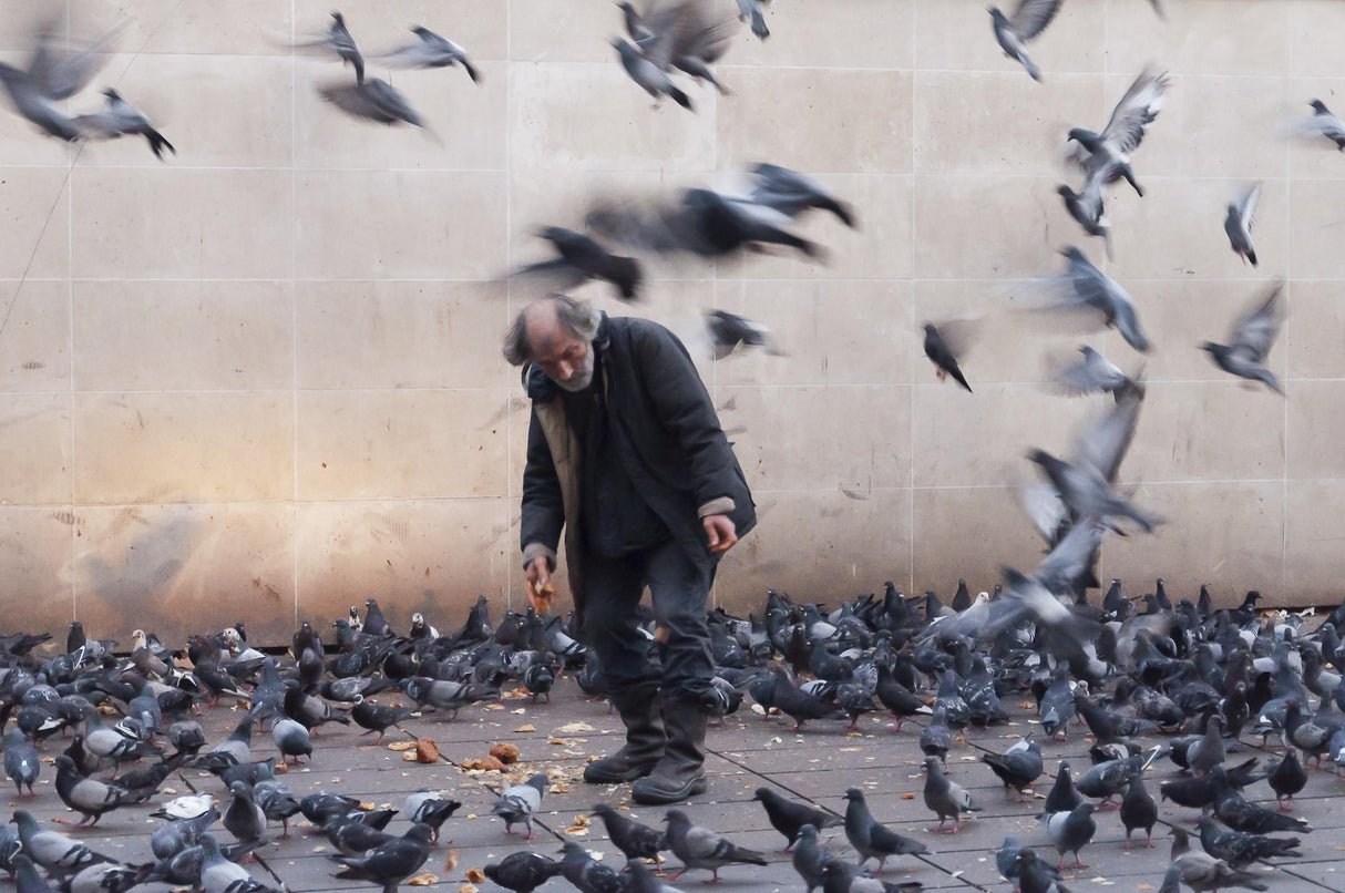 Lord of the pigeons Poster och Canvastavla