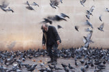 Lord of the pigeons Poster och Canvastavla