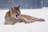 Resting cougar Poster och Canvastavla