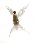 Artic Tern Poster och Canvastavla