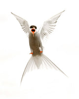 Artic Tern Poster och Canvastavla