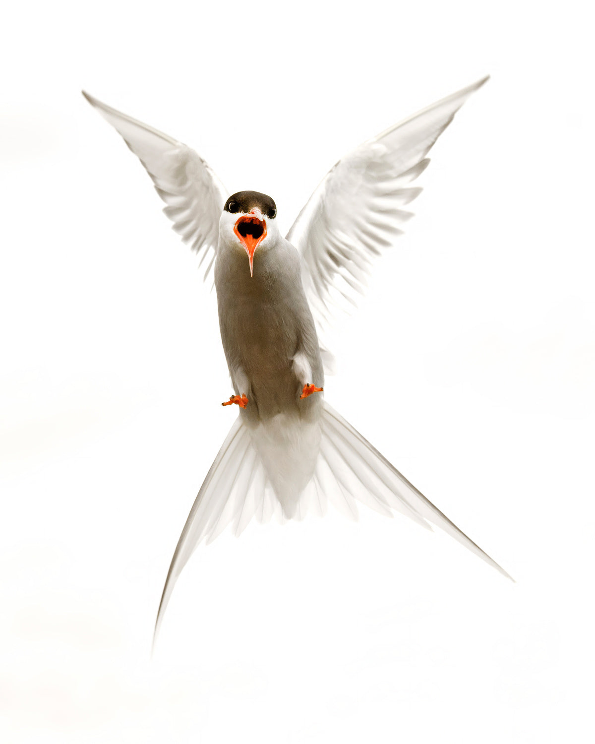 Artic Tern Poster och Canvastavla