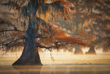 A Cypress In Fall Water Poster och Canvastavla