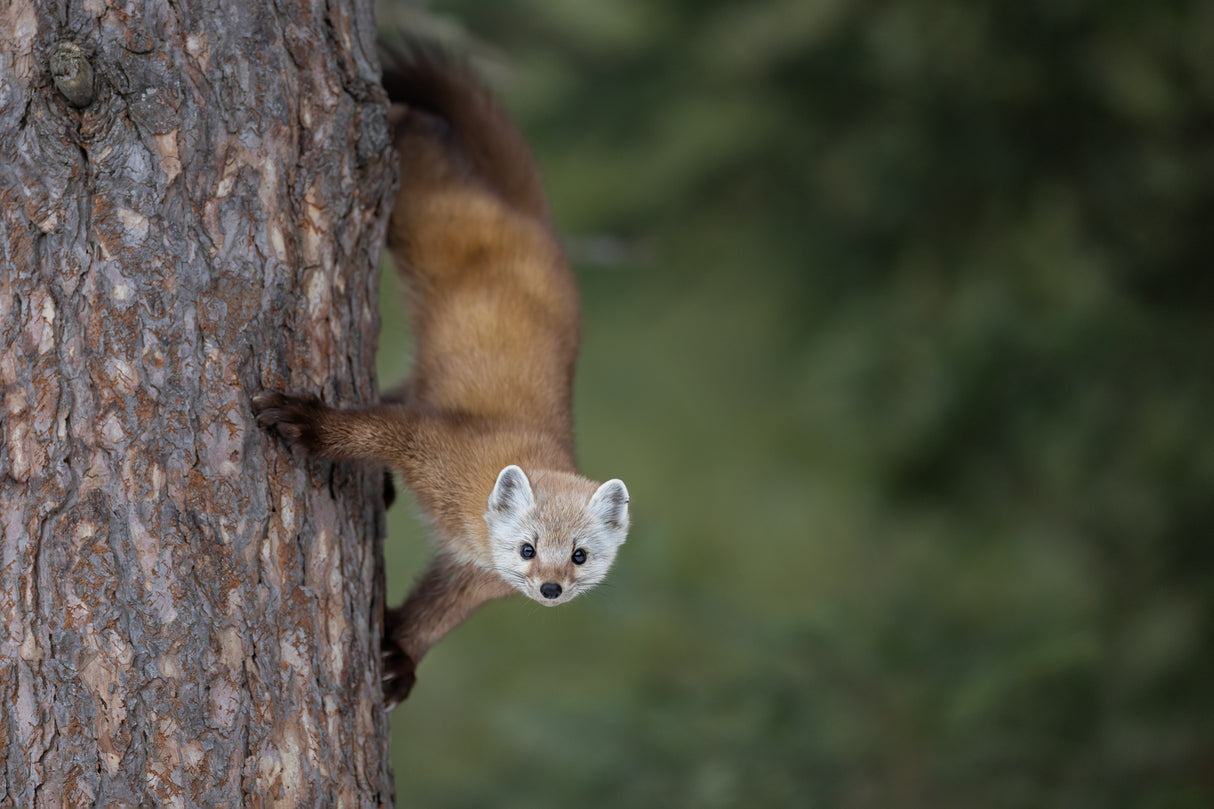 Pine Marten Poster och Canvastavla