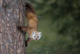 Pine Marten Poster och Canvastavla