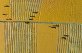 Pattern Maker in Rice Mill Poster och Canvastavla