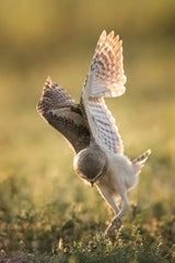 Dancing owl Poster och Canvastavla