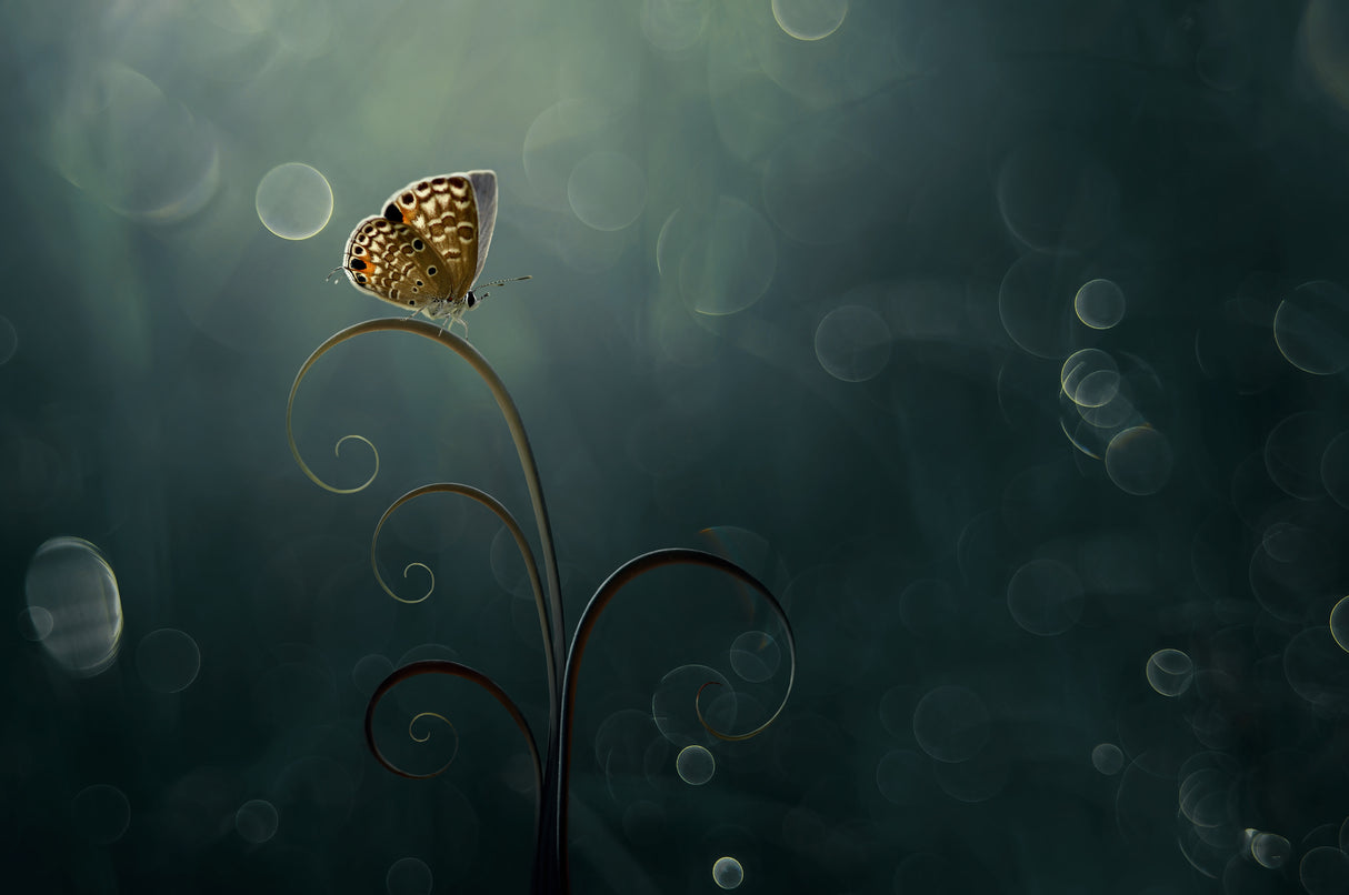 Butterfly in the Morning with Bokeh Poster och Canvastavla