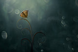 Butterfly in the Morning with Bokeh Poster och Canvastavla