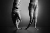 Just a still life photo with two carrots. Nothing else. Poster och Canvastavla