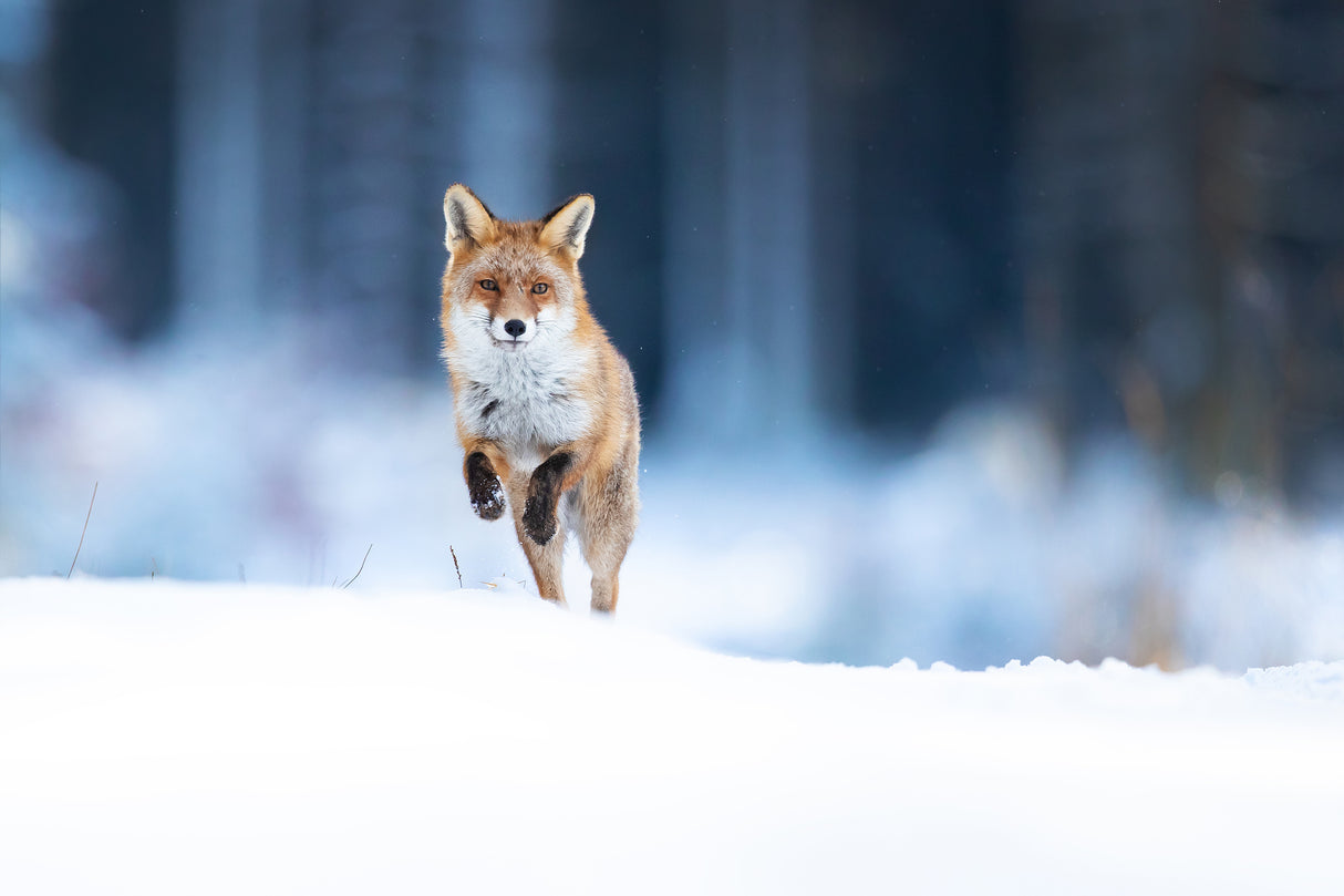 Red fox Poster och Canvastavla