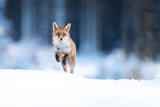 Red fox Poster och Canvastavla
