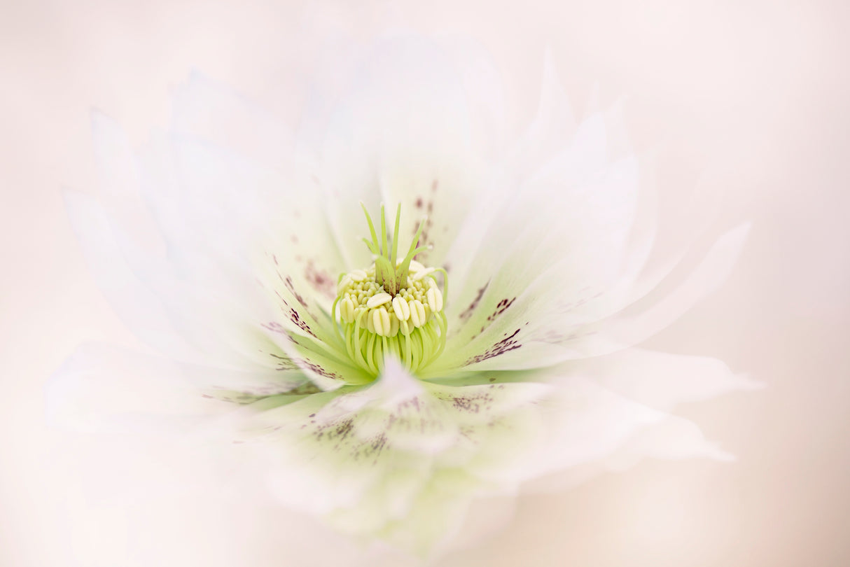 Lenten Rose Poster och Canvastavla