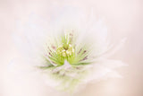 Lenten Rose Poster och Canvastavla