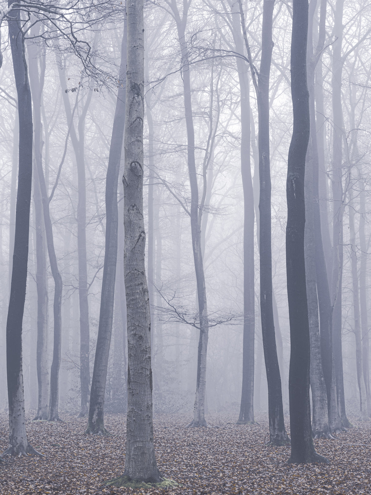trees in fog Poster och Canvastavla