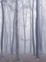 trees in fog Poster och Canvastavla
