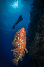 Swim with grouper Poster och Canvastavla