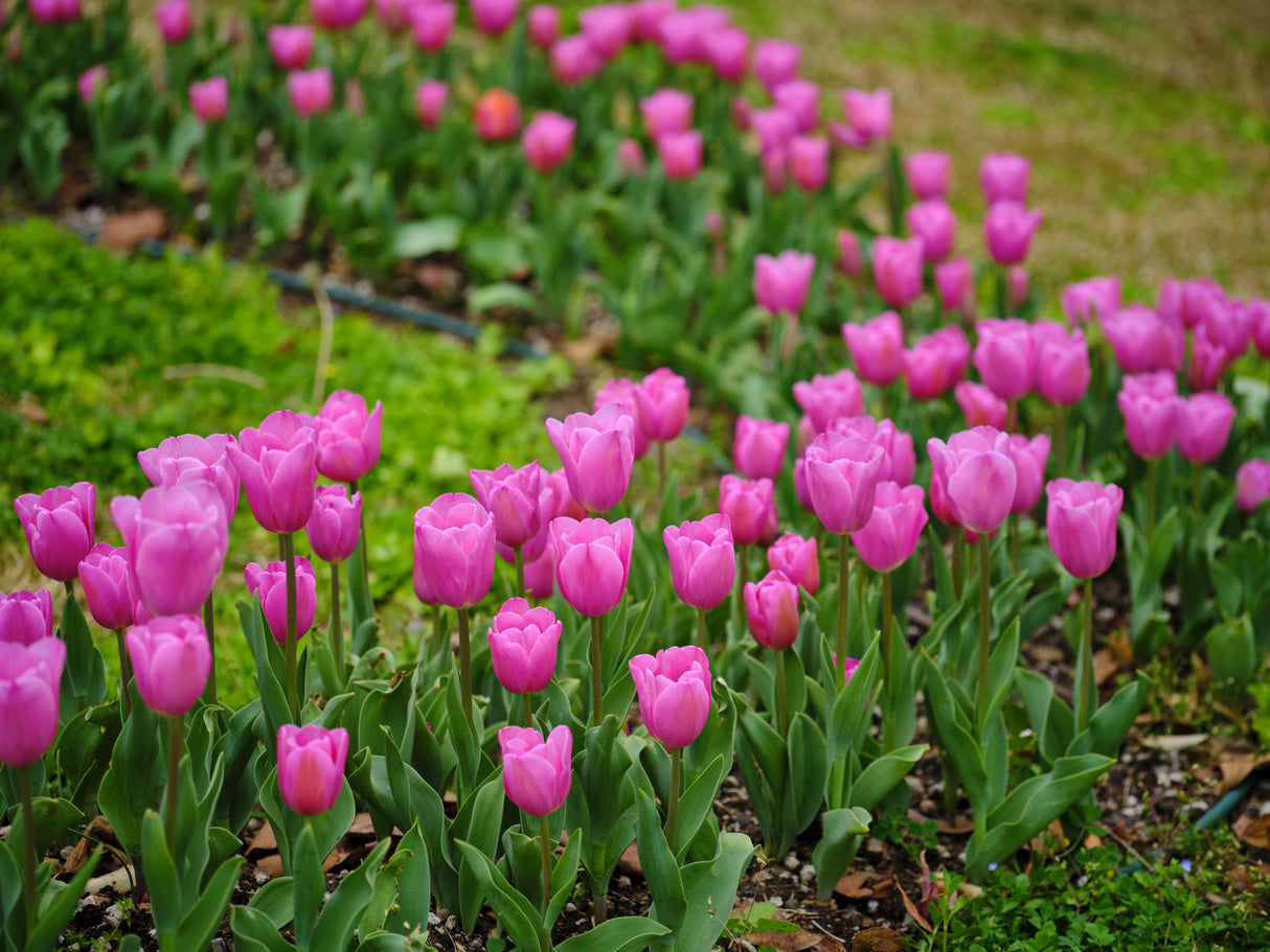 Pink Tulips Poster och Canvastavla