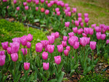 Pink Tulips Poster och Canvastavla