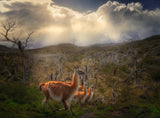 Environmental Portrait of Guanacos Poster och Canvastavla