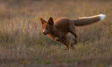 Red Fox Poster och Canvastavla