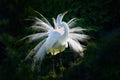 Mating Dance! Poster och Canvastavla