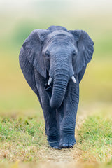 Elephant Poster och Canvastavla