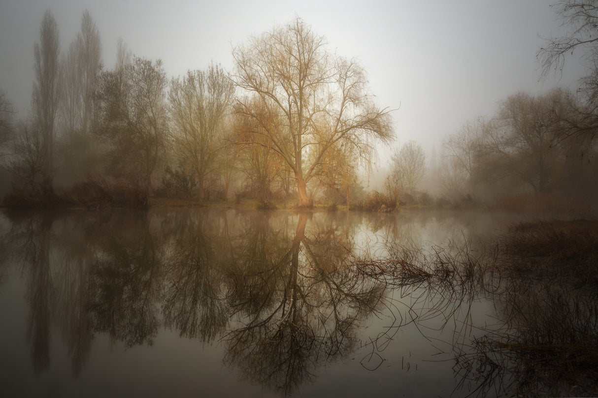 Mist willow Poster och Canvastavla