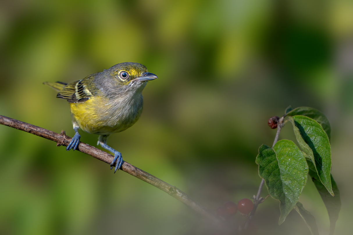 White eyed vireo Poster och Canvastavla
