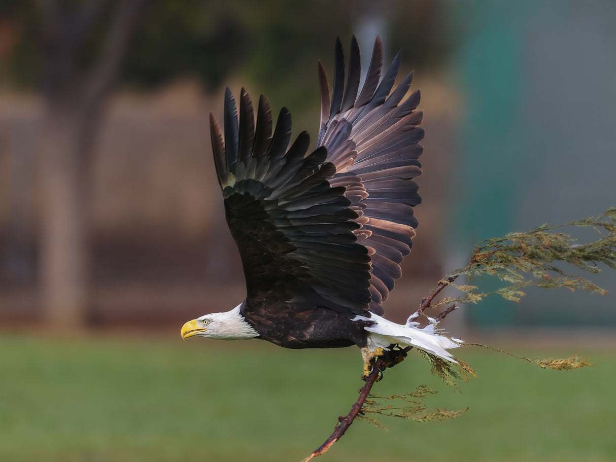 bald eagle Poster och Canvastavla