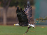 bald eagle Poster och Canvastavla