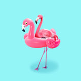 Flamingo on Resort Poster och Canvastavla