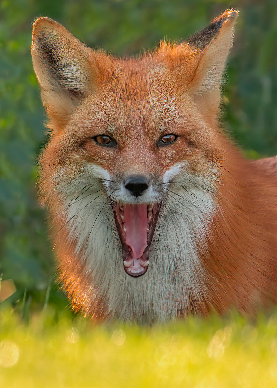 Red Fox Poster och Canvastavla
