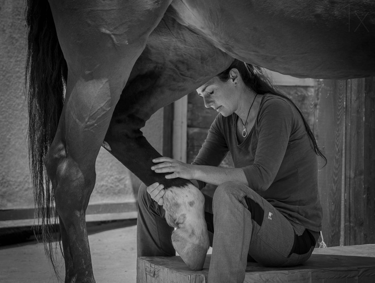 Girl treats horse Poster och Canvastavla