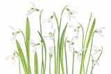 First Snowdrops Poster och Canvastavla