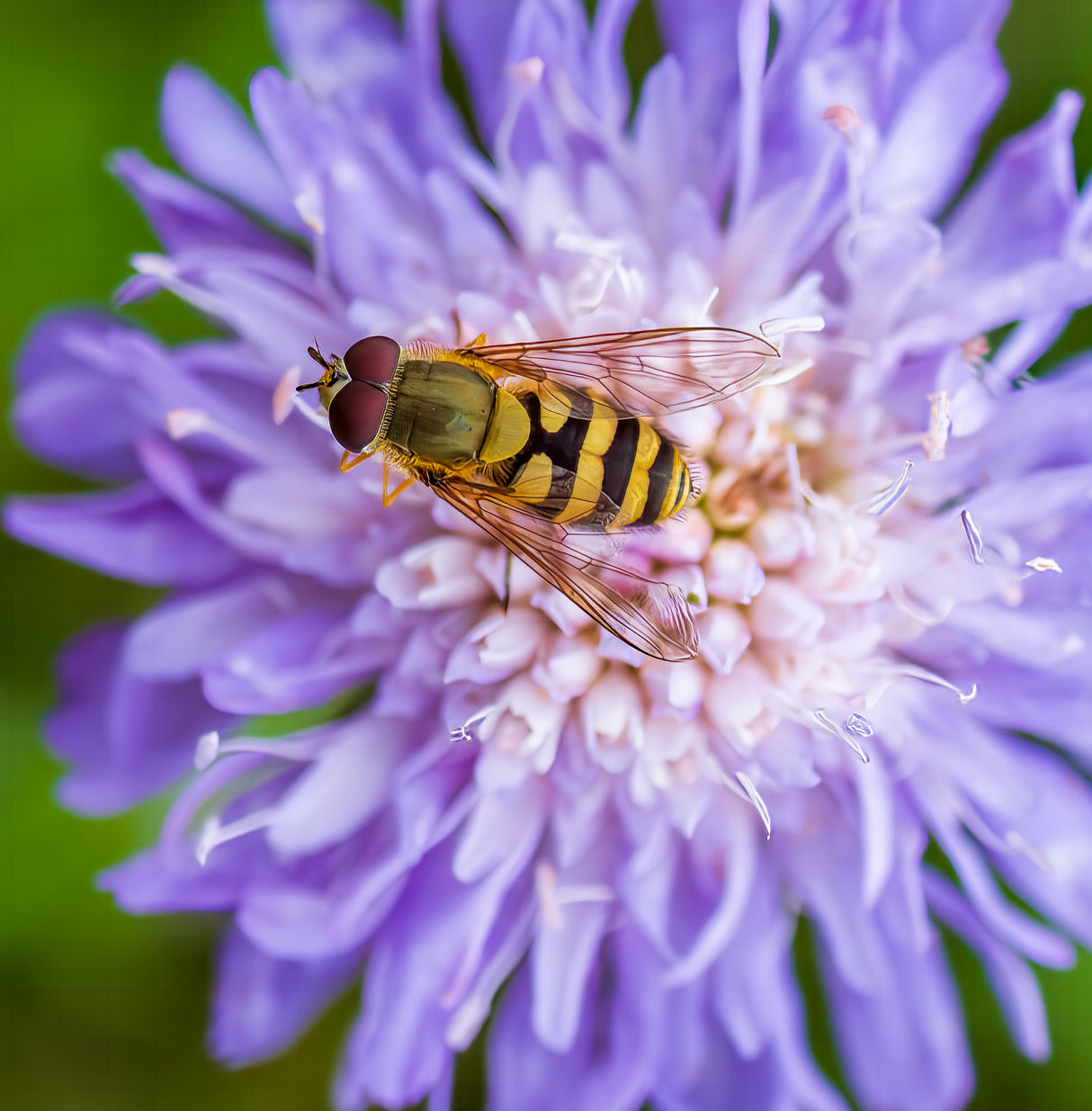 Hoverfly on Flower Poster och Canvastavla
