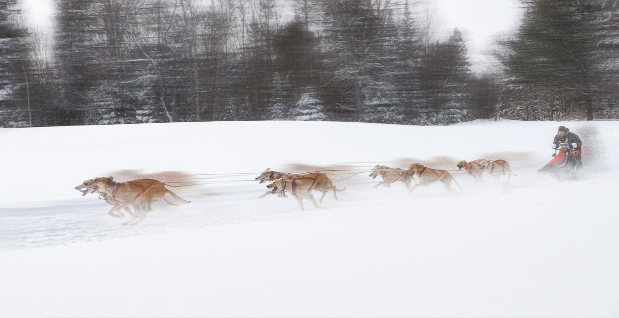Dog Sledding Poster och Canvastavla