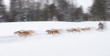 Dog Sledding Poster och Canvastavla