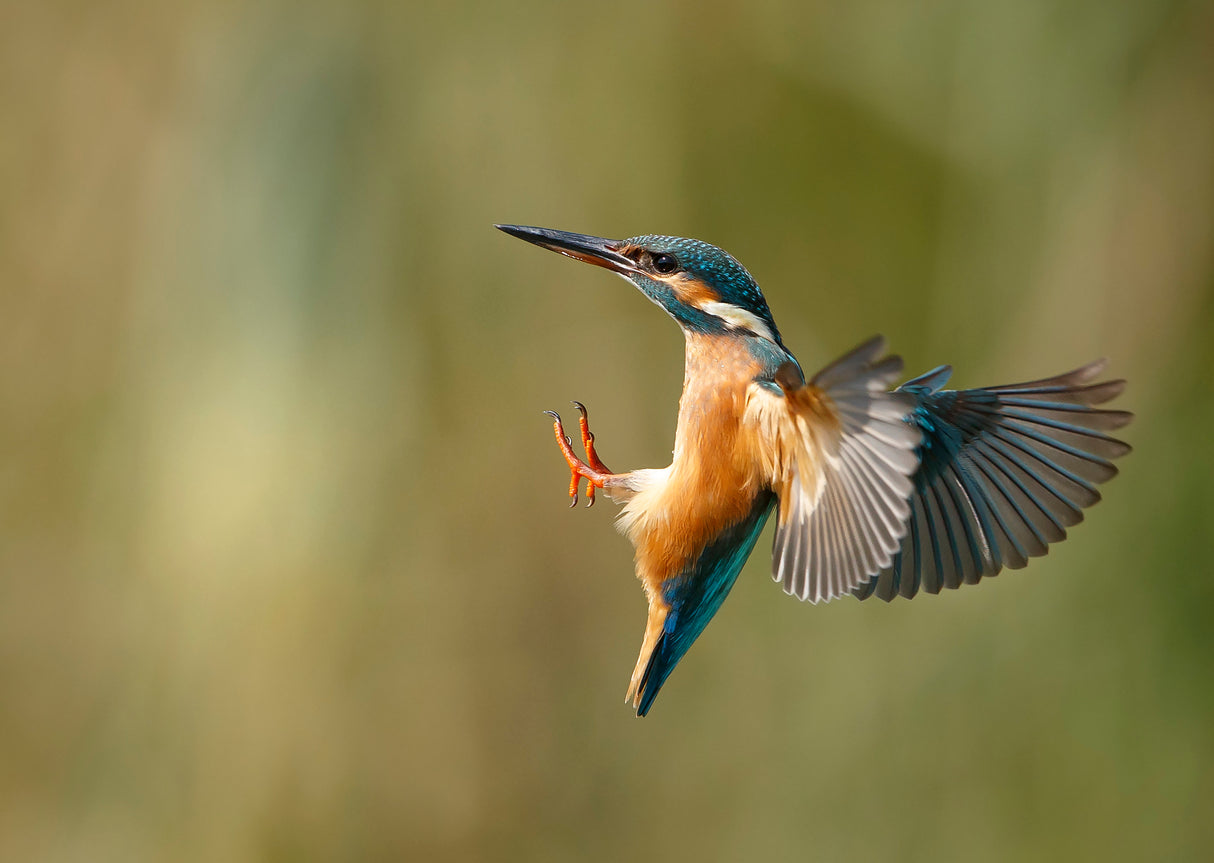 Common Kingfisher 2 Poster och Canvastavla