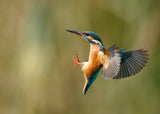 Common Kingfisher 2 Poster och Canvastavla