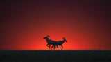 Topi in the Sunset Poster och Canvastavla